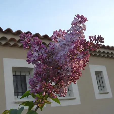 Les Lilas Des Chenes Piolenc Exterior photo