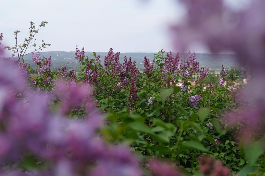 Les Lilas Des Chenes Piolenc