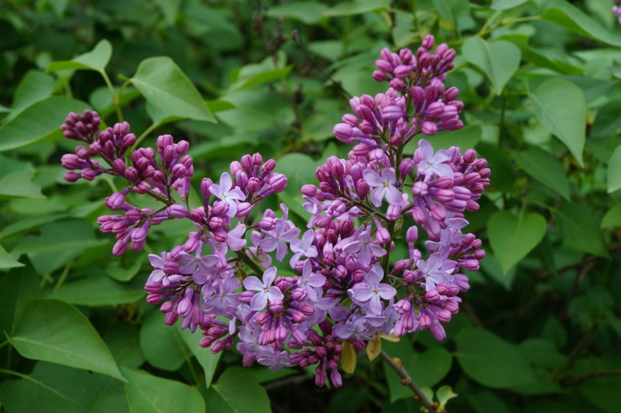 Les Lilas Des Chenes Holiday home *